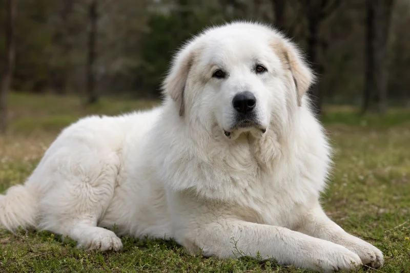 Great Pyrenees — lying down