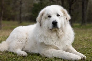 Great Pyrenees — lying down
