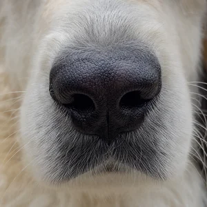 Great Pyrenees — nose