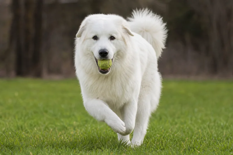 Great Pyrenees — playing