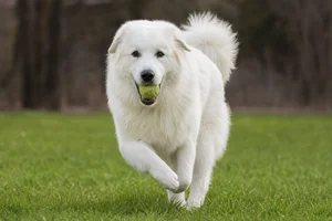 Great Pyrenees — playing
