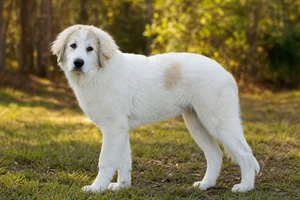 Great Pyrenees — puppy (~4 mo)