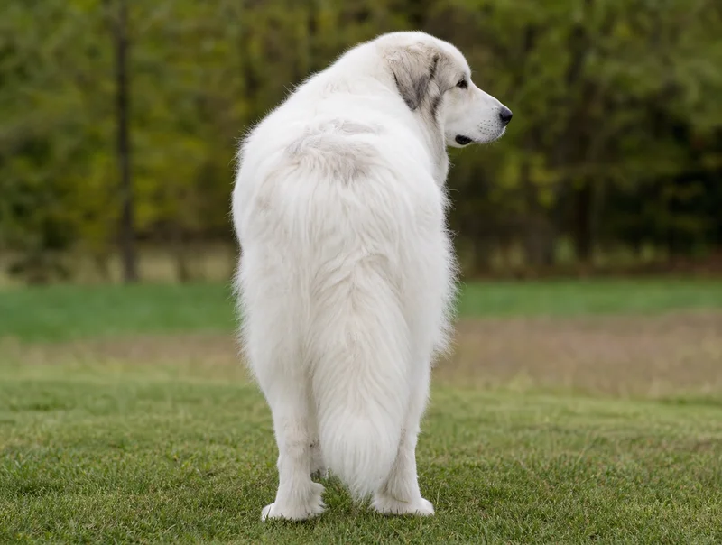 Great Pyrenees — rear