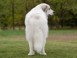 Great Pyrenees — rear