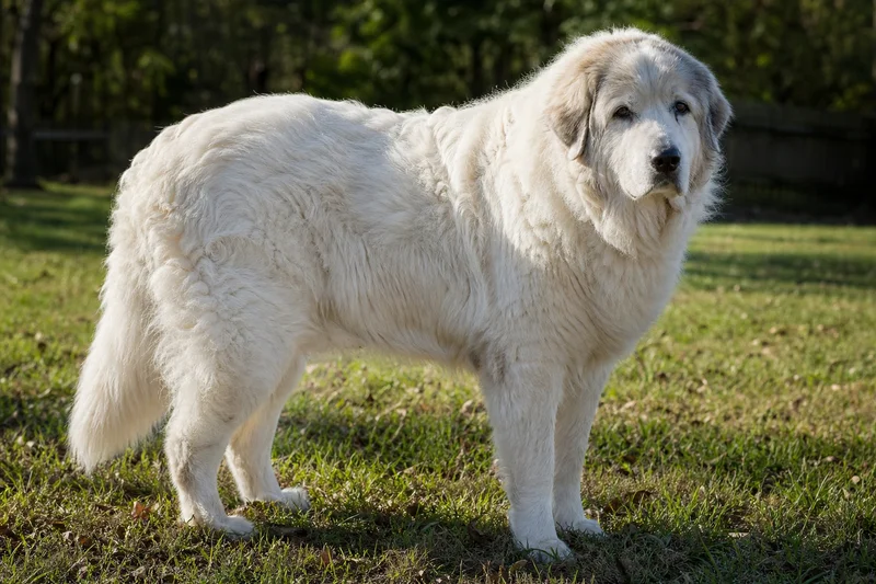 Great Pyrenees — senior