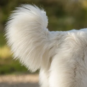 Great Pyrenees — tail