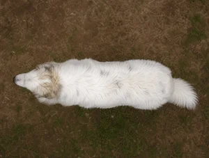 Great Pyrenees — top