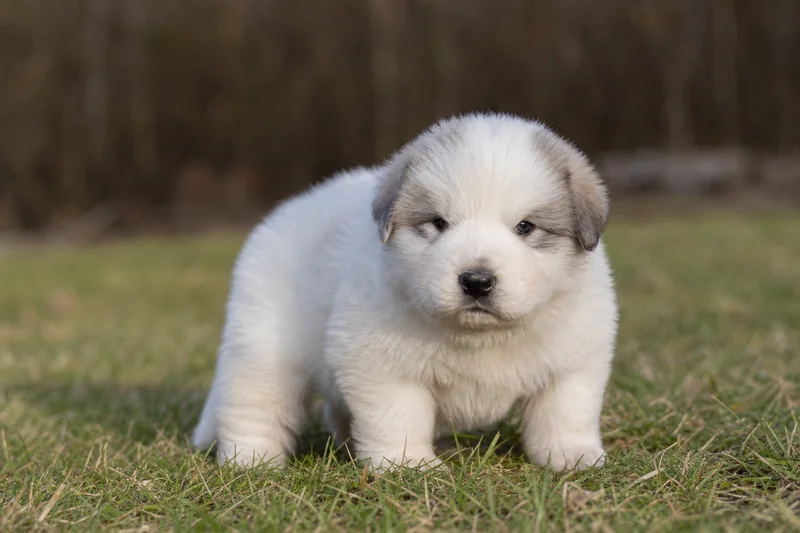 Great Pyrenees — young puppy (~1 mo)