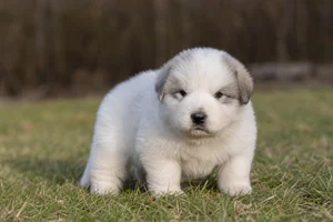 Great Pyrenees — young puppy (~1 mo)