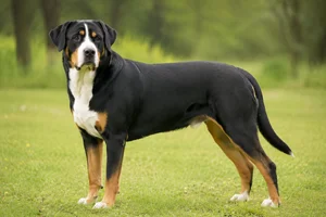 Greater Swiss Mountain Dog — adult