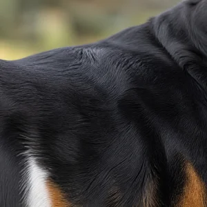 Greater Swiss Mountain Dog — coat texture