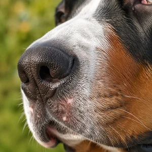 Greater Swiss Mountain Dog — nose