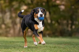Greater Swiss Mountain Dog — playing