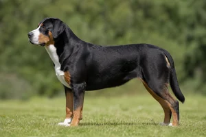 Greater Swiss Mountain Dog dog