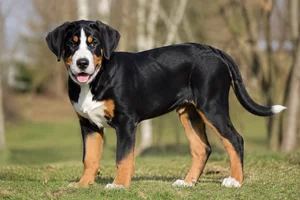 Greater Swiss Mountain Dog — puppy (~4 mo)