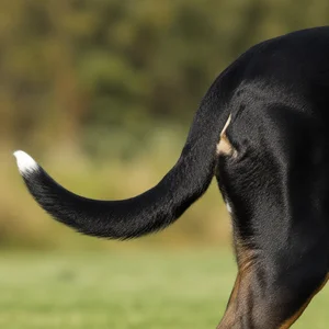 Greater Swiss Mountain Dog — tail