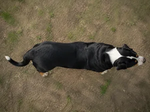Greater Swiss Mountain Dog — top