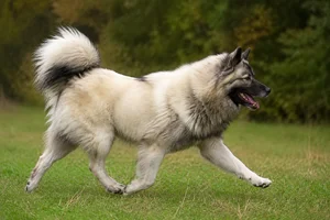 Greenland Dog — running