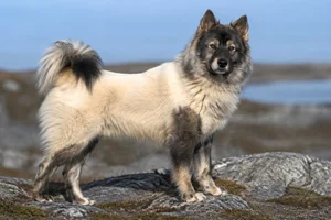 Greenland Dog — adult