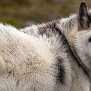 Greenland Dog — coat texture