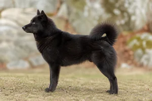 Greenland Dog — Black coat