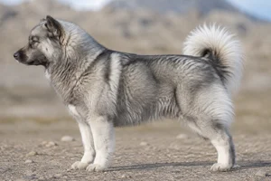 Greenland Dog — Gray coat
