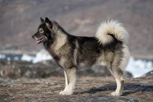 Greenland Dog — Sable coat