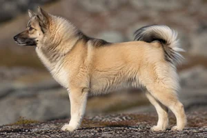 Greenland Dog — Tan coat