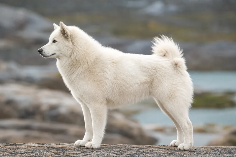 Greenland Dog — White coat