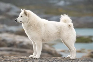 Greenland Dog — White coat