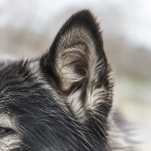 Greenland Dog — ears