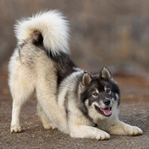 Greenland Dog — playful