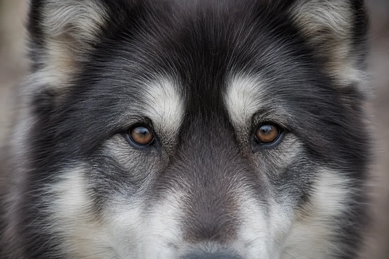 Greenland Dog — eyes