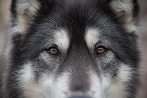 Greenland Dog — eyes