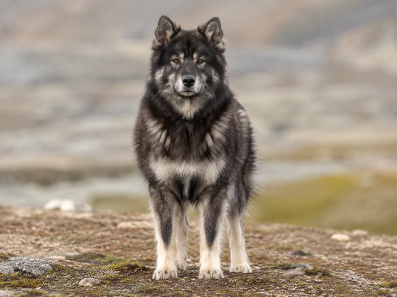 Greenland Dog — front