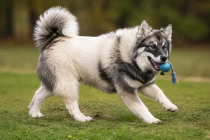 Greenland Dog — playing