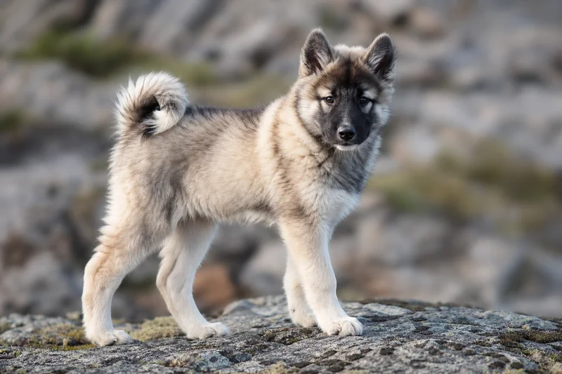 Greenland Dog — puppy (~4 mo)