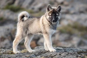 Greenland Dog — puppy (~4 mo)