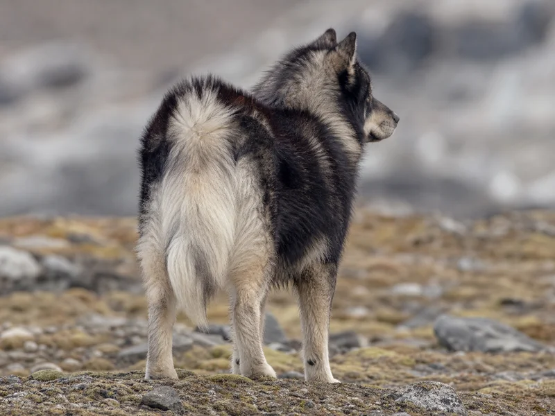 Greenland Dog — rear