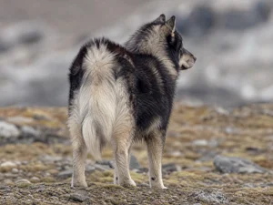 Greenland Dog — rear