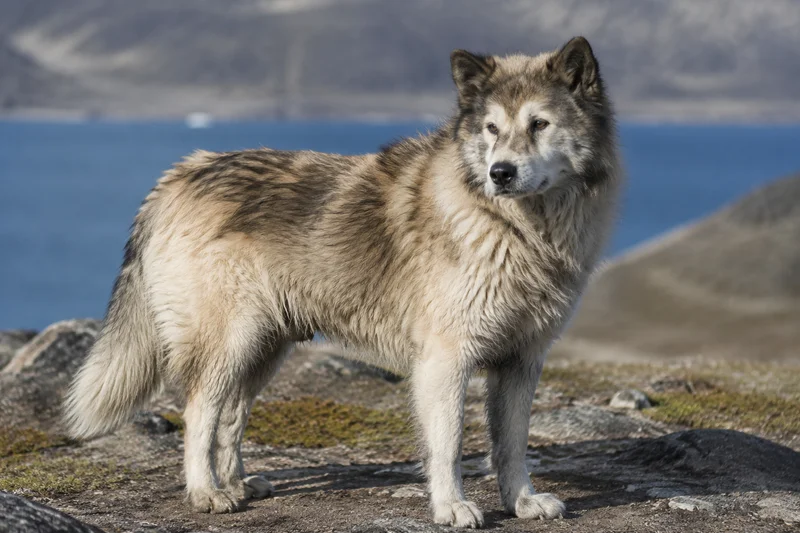 Greenland Dog — senior