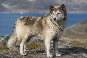 Greenland Dog — senior