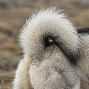 Greenland Dog — tail