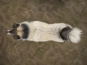 Greenland Dog — top