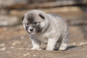 Greenland Dog — young puppy (~1 mo)