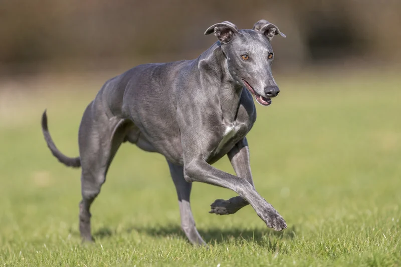 Greyhound — running