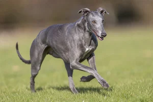Greyhound — running