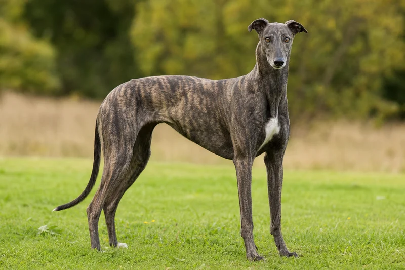 Greyhound — adult