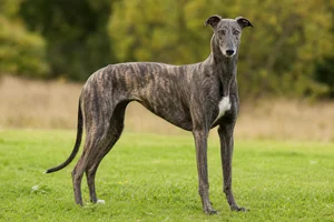 Greyhound — adult