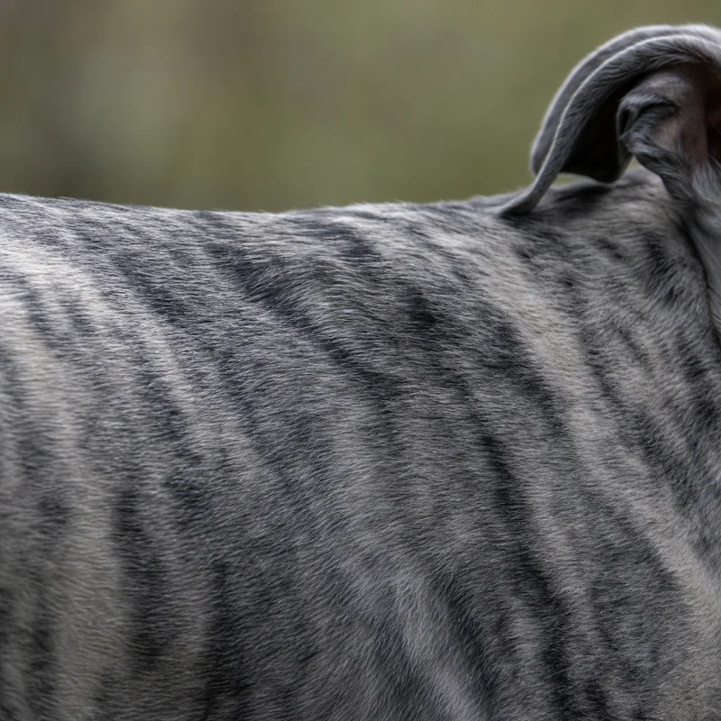 Greyhound — coat texture